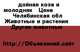 дойная коза и молодняк › Цена ­ 4 000 - Челябинская обл. Животные и растения » Другие животные   